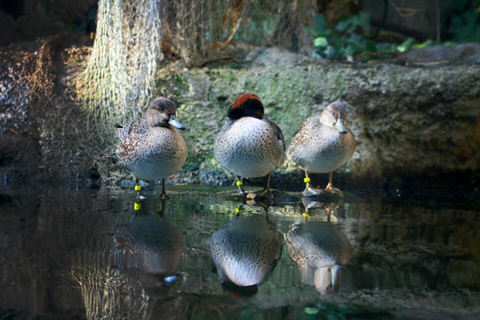 Peaceful nature water