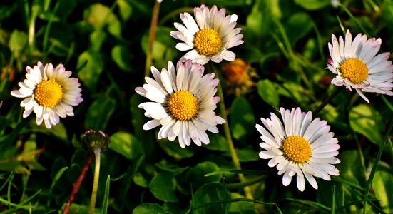 Meadow spring flowers