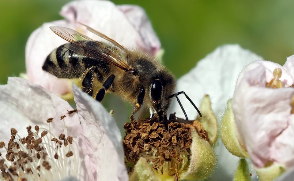 Blossom bloom insect