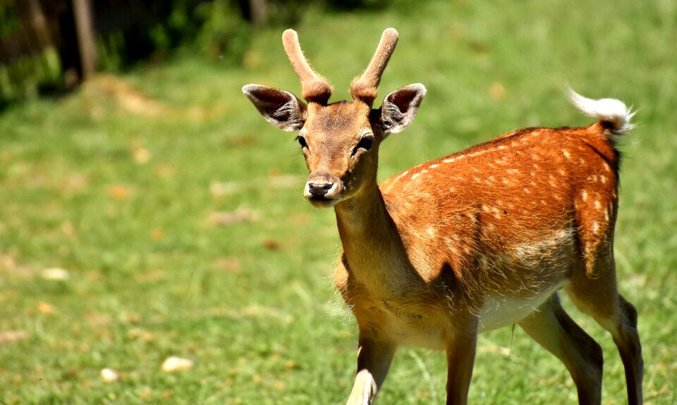 Nature animal wild