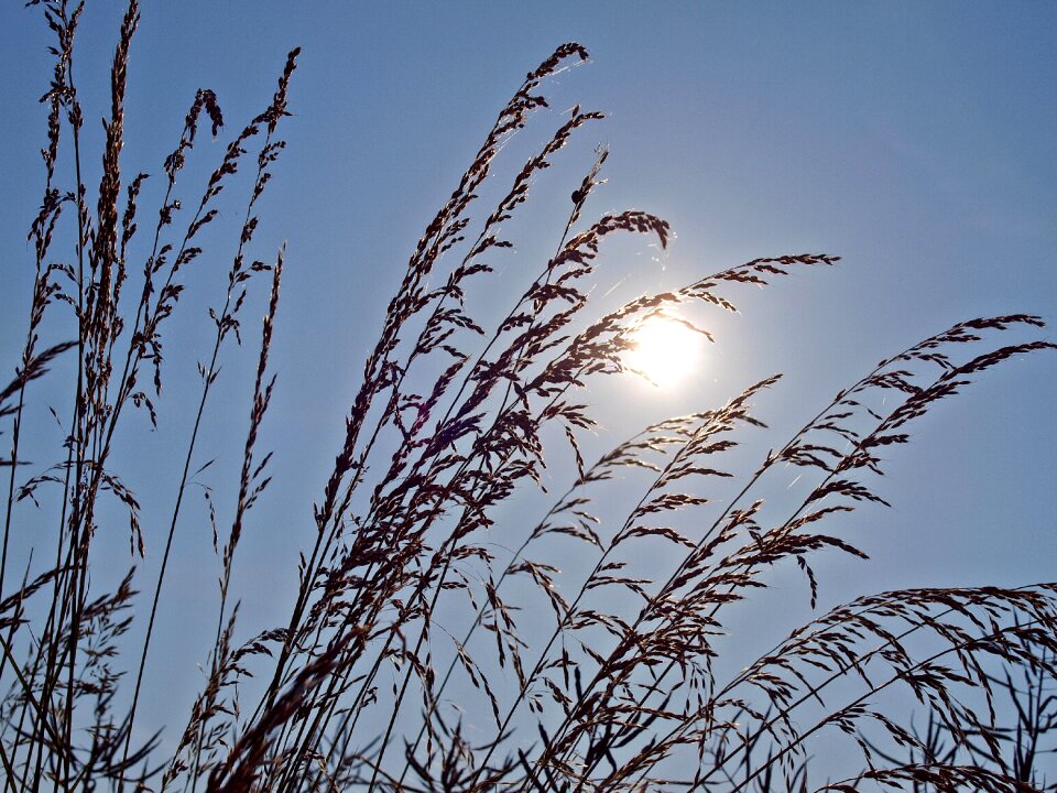 Sun nature in the early morning