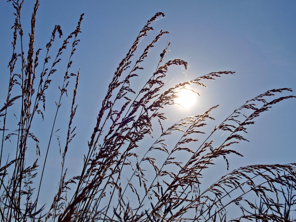 Sun nature in the early morning photo