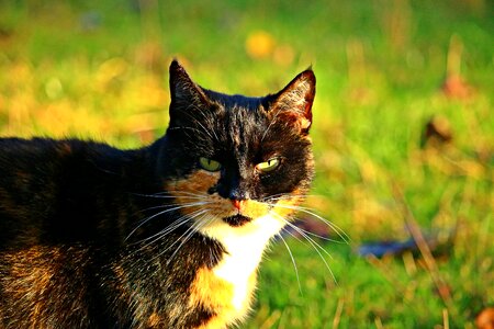 Lucky cat domestic cat grass photo