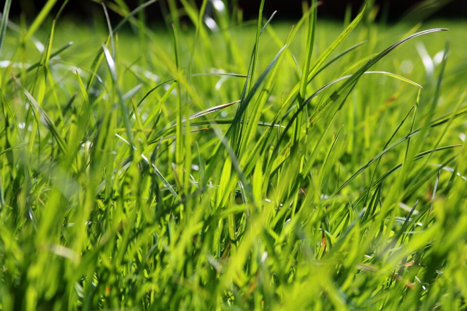 Green grass nature plant photo