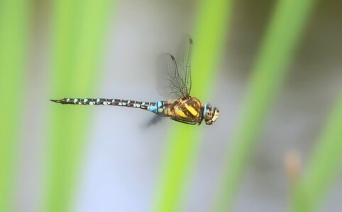 Aeshna mixta close up flight insect photo