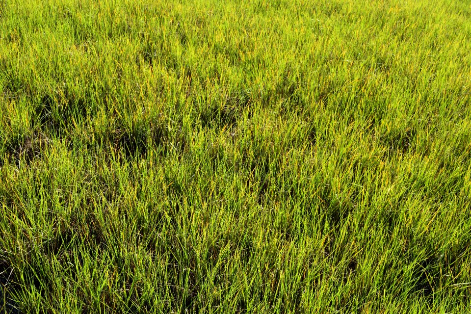 Florida background backdrop