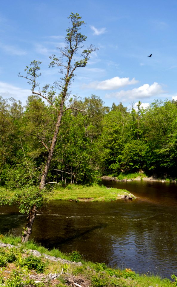 Örekilsälven_upstream_from_Kvistrum_bridge_2
