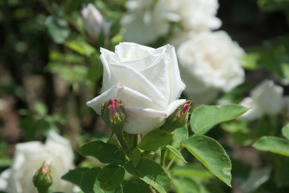 White rose bloom flower