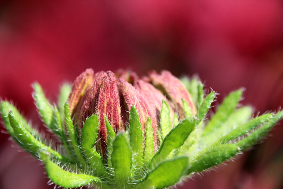 Blossom bloom bud