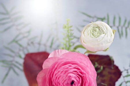 White pink petals