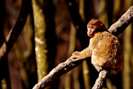 Endangered species monkey mountain salem animal