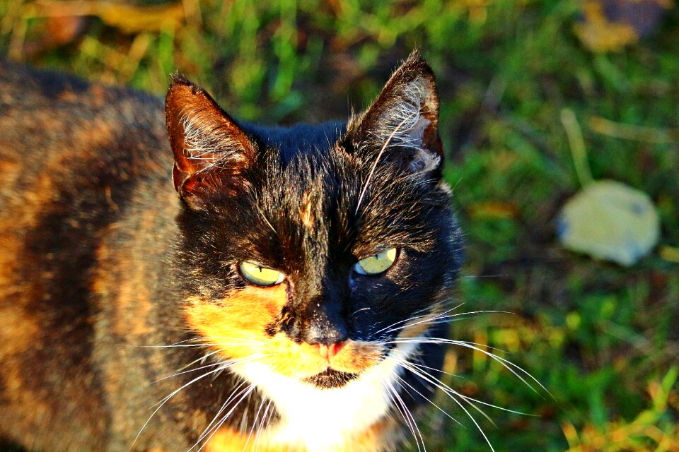 Three coloured lucky cat domestic cat