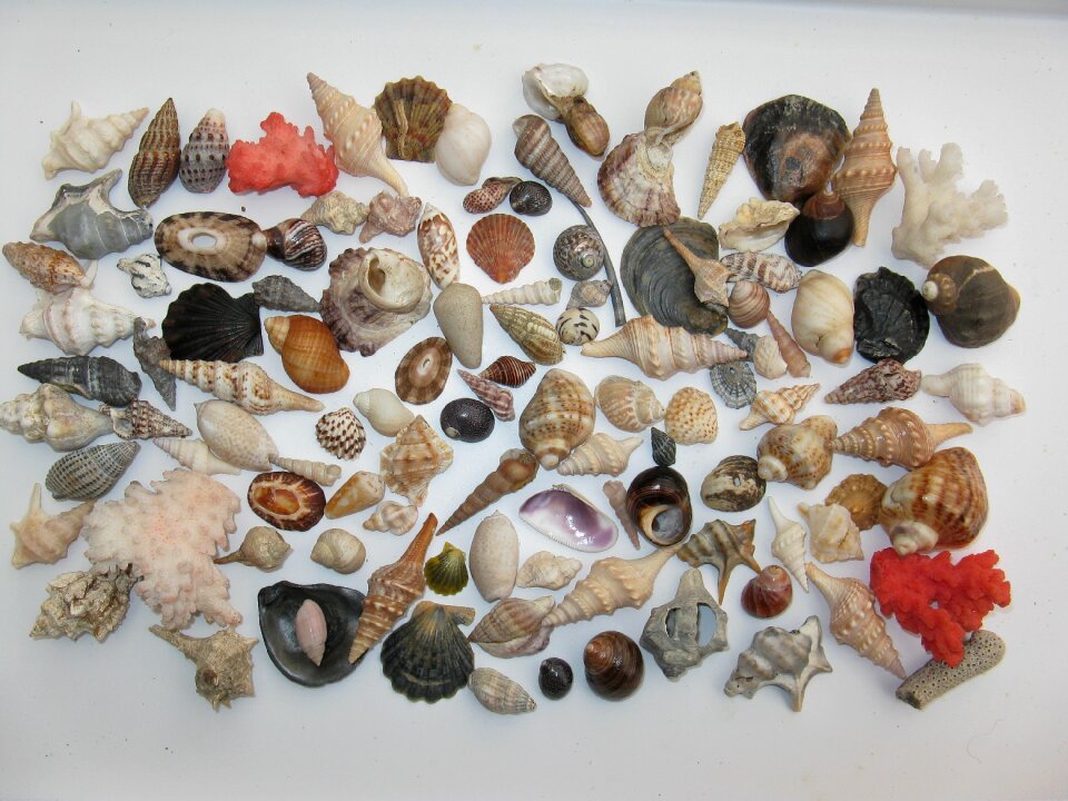 Sea animals casing macro