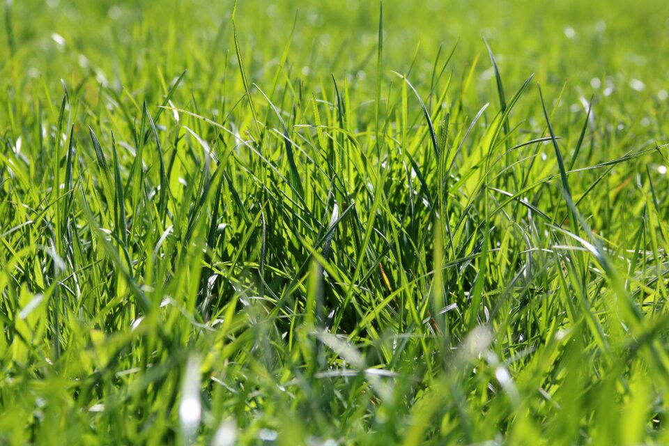 Green grass nature plant