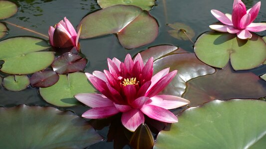 Water fauna water lily sheet