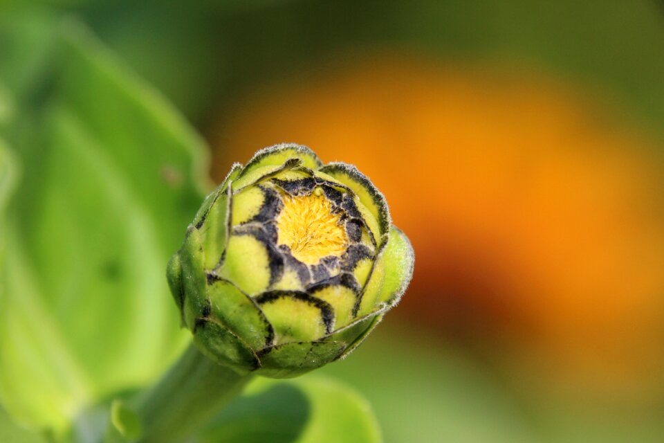 Plant bud flower bud