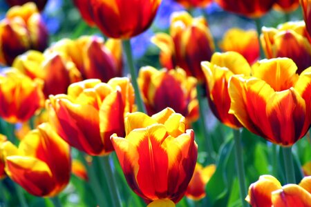 Flower tulips blossom photo