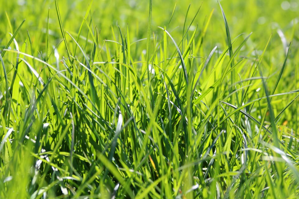 Green grass nature plant
