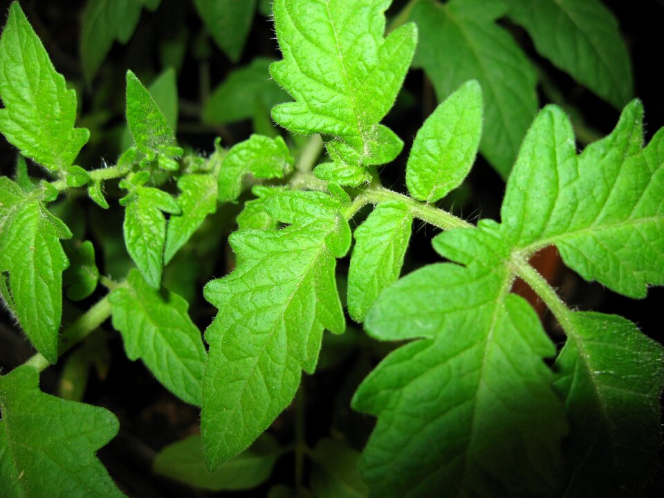 Leaf growing vegetable