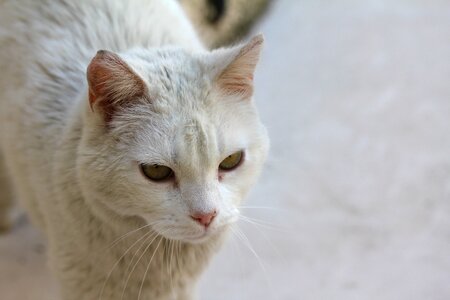 Feline cat eyes animals