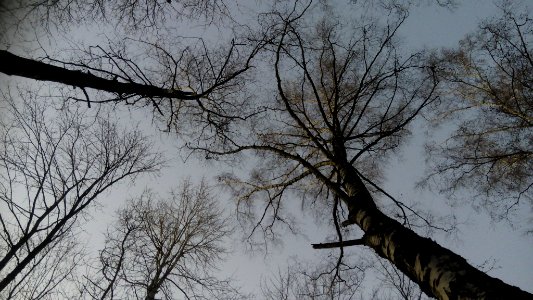 Лес_в_Ромашково