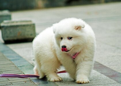 Dog samoyed satsuma