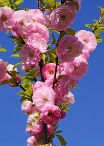 Almond tree close up spring awakening photo