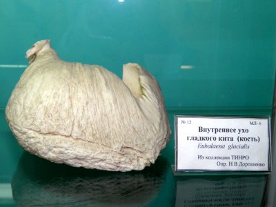 Кость_из_внутреннего_уха_северного_гладкого_кита_(Eubalaena_glacialis)