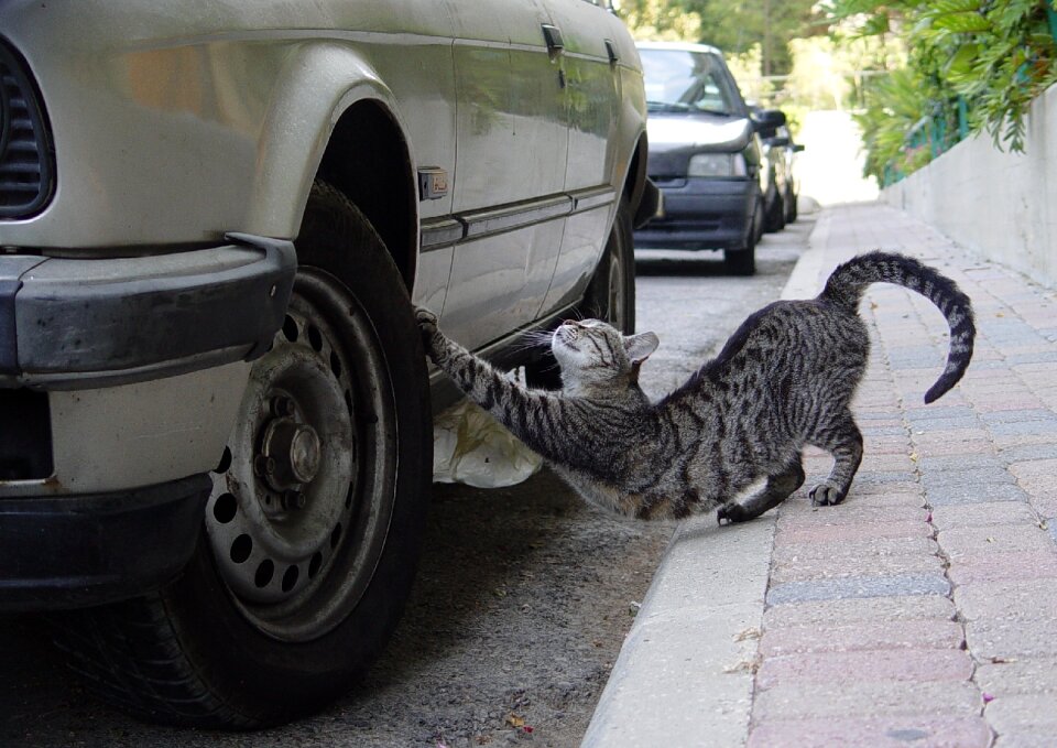 Cat tire sharp claws
