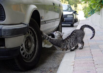 Cat tire sharp claws photo