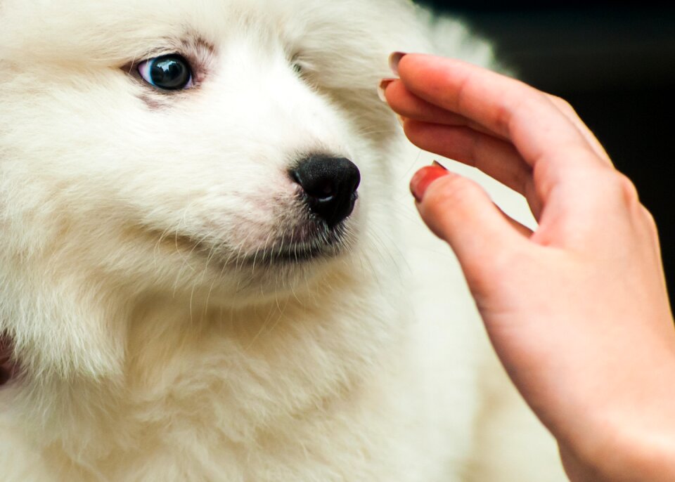 Samoyed satsuma hand