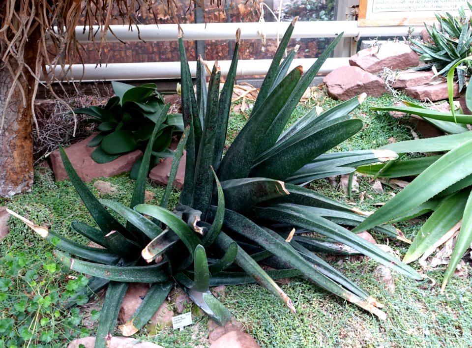 ×_Gasteraloe_rebutii_(×_Gastrolea_rebutii)_-_Flora_park_-_Cologne,_Germany_-_DSC00754