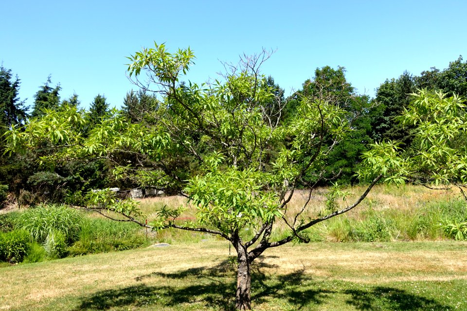 ×_Chitalpa_tashkentensis_'Pink_Dawn'_-_VanDusen_Botanical_Garden_-_Vancouver,_BC_-_DSC07041