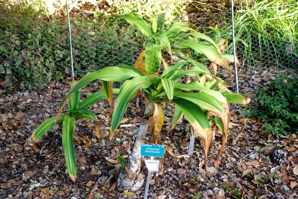 ×_Amarcrinum_memoria-corsii_-_San_Luis_Obispo_Botanical_Garden_-_DSC05979