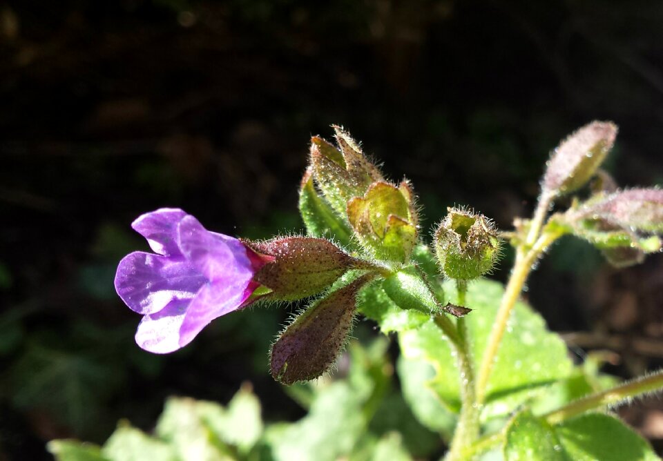 Spring garden plants