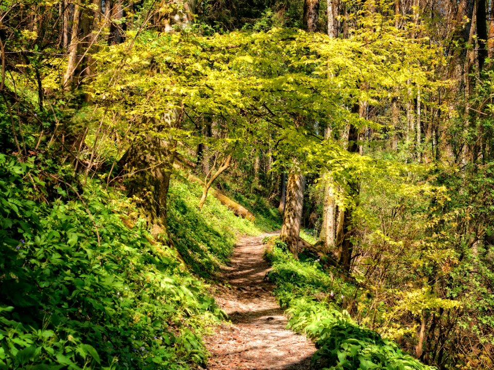 Hiking nature trail