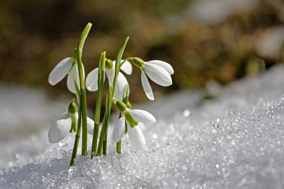 Spring snowdrop flower