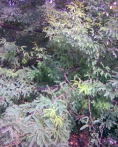 வேலிக்கருவை2