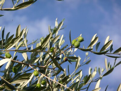 Tuscany brands campaign