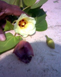 பூவரசு6