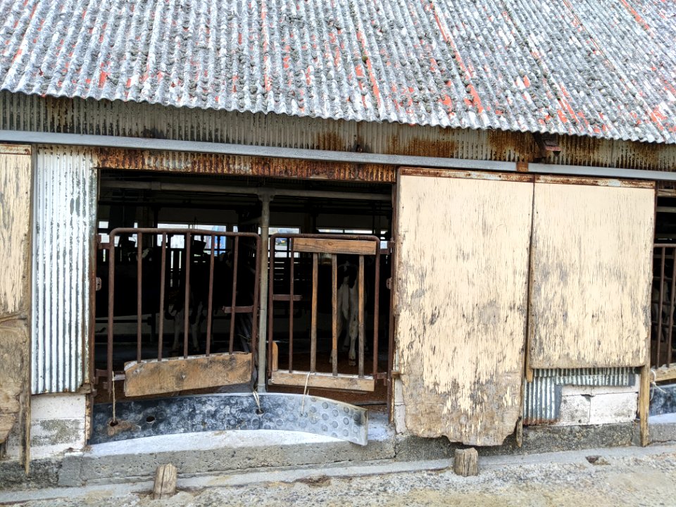 マザー牧場_31