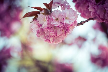 Japanese flowering cherry spring pink