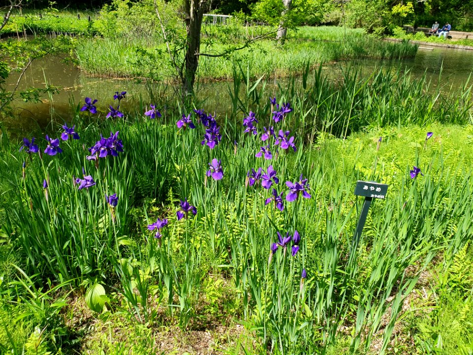 あやめ_at_Institute_for_Nature_Study