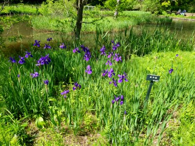 あやめ_at_Institute_for_Nature_Study
