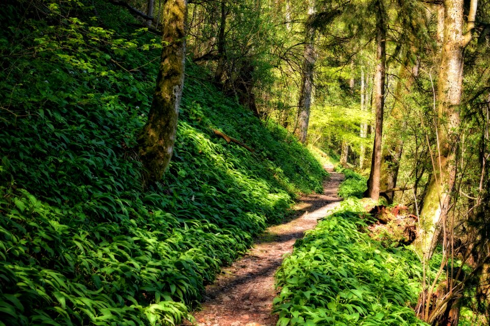 Hiking nature trail