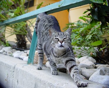 Stretch cat tiger photo
