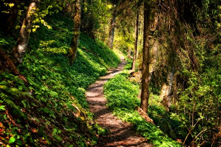Hiking nature trail