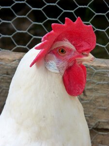 Chicken poultry crest photo