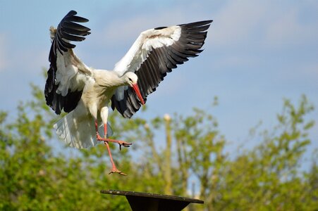 Elegant feather bird photo