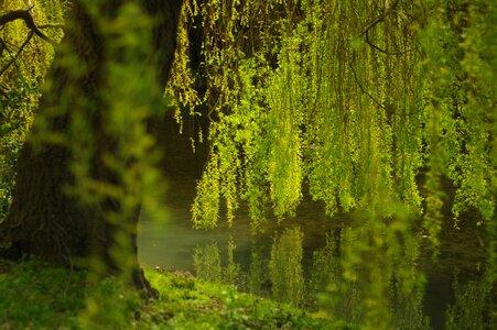 Green water life photo